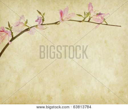 bauhinia flower on Grunge Abstract Background