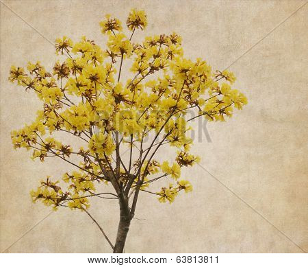 Tabebuia chrysotricha yellow flowers blossom in spring on old paper background