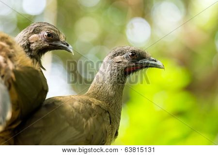 Portrait Of Crested Guan Birds