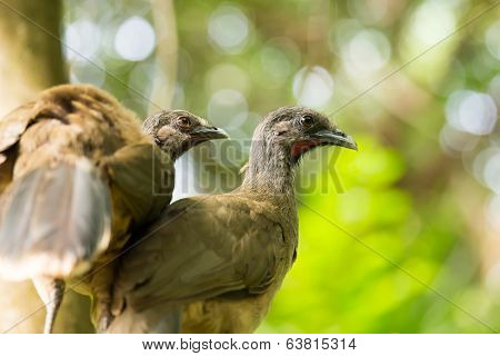 Portrait Of Crested Guan Birds