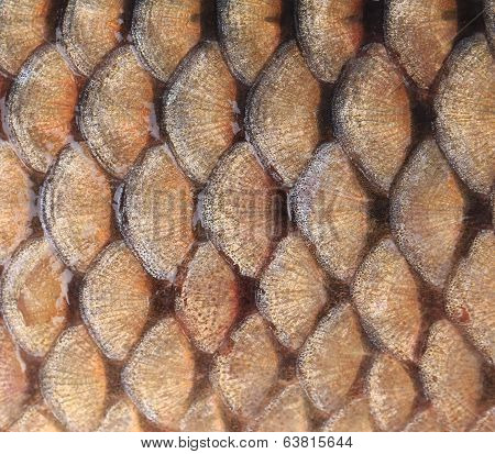 Gold background - fish scales