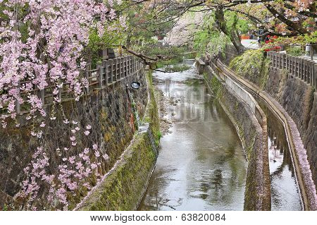 Cherry Blossom In Takayama