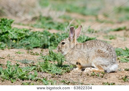 Cottontail Rabbit