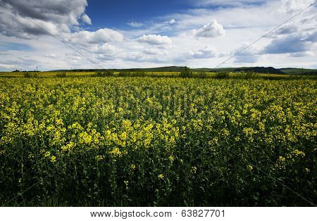 Rape flower field