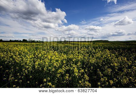 Rape flower field