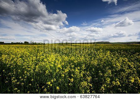 Rape flower field