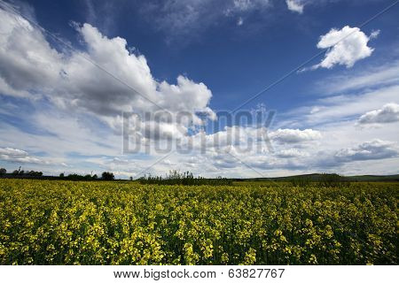 Rape flower field