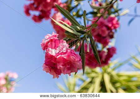 Pink Flowers In Kavros Village,crete,greece.