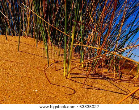 Dune Grass