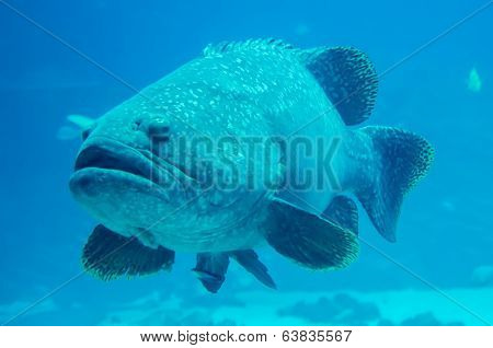 Giant Grouper Fish Looking At Diver