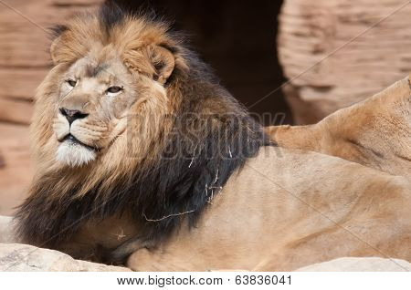 Lion, Portrait Of The King Of Beasts