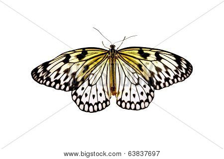 Butterfly Idea Leuconoe