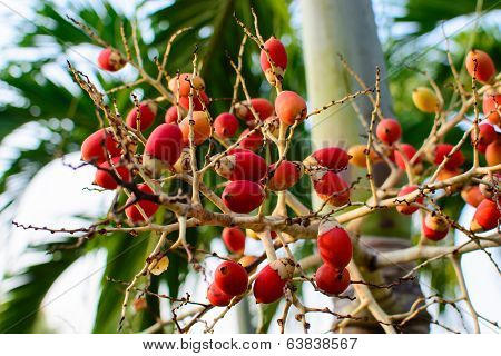 Palm Fruits