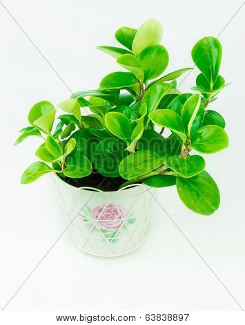 Green Peperomia Isolated On White Background