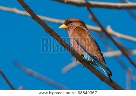 Broad Billed Roller Perched In A Baobab Tree