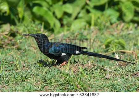 Green Wood Hoopoe Standing In Profile