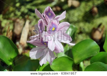 Gentle flowers