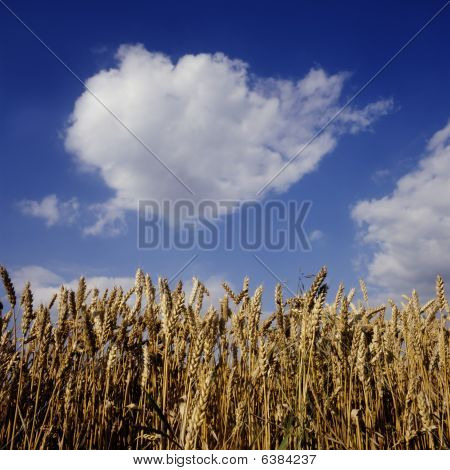 hvede og blå himmel