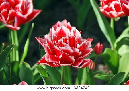 Red-white tulip