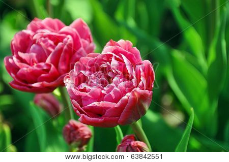 Tulips
