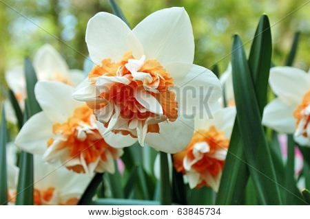 Daffodils