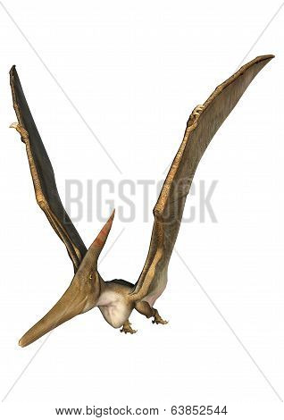 Pteranodon