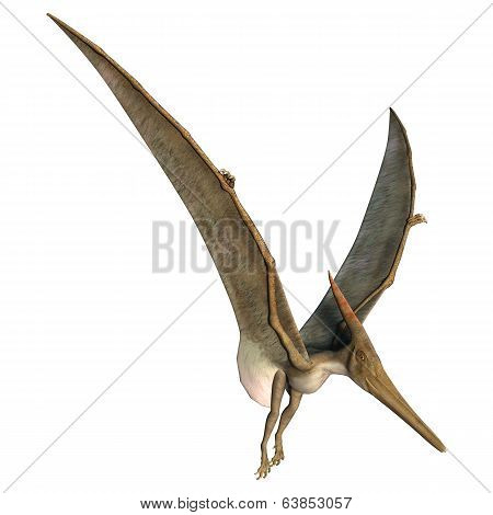 Landing Pteranodon