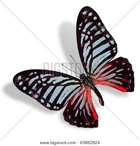 Beautiful Blue And Red Flying Butterfly Isolated On White Background