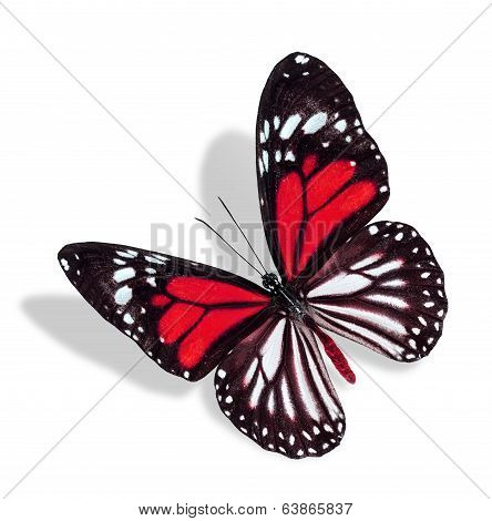 Flying Red And White Butterfly Isolated On White Background