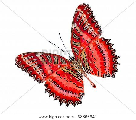 Greatest Red Lacewing Butterfly Lower Part Isolated On White Background