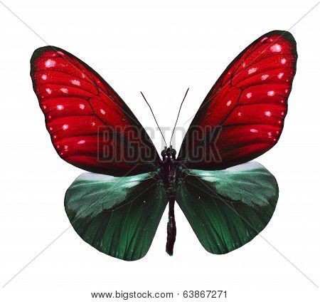 Red And Green Butterfly Isolated On White Background