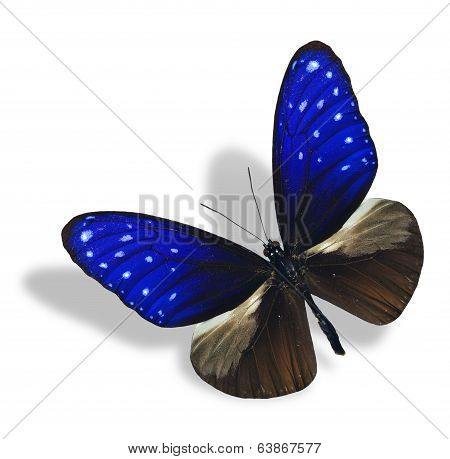 Striped Blue Crow Butterfly Upper Wing Profile Isolated On White Background With Soft Shadow