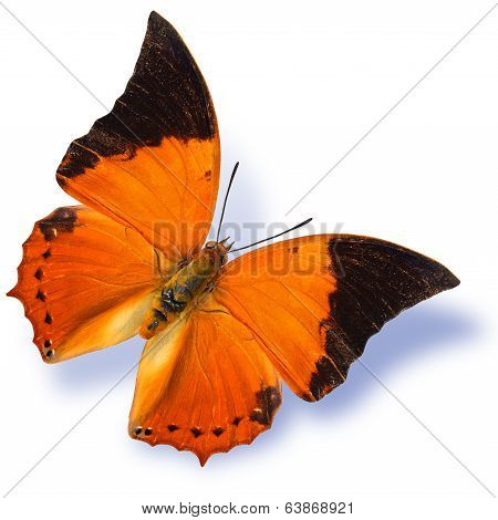 The Common Tawny Rajah Butterfly Flying With Soft Shadow Isolated On White Background