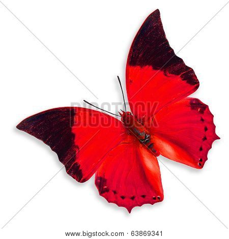 The Flying Red Butterfly Isolated On White Background, Colorful Butterfly
