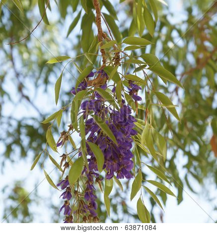 Wisteria blossom