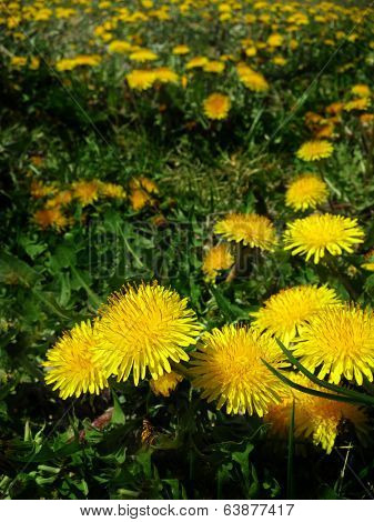 Detail closeup of dandylion field weeds greenery