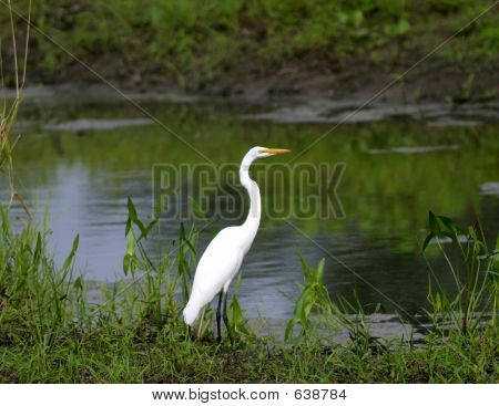 Aigrette