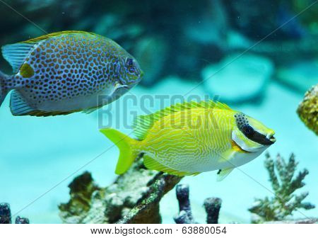 Masked Rabbitfish - Siganus Puellus And Golden Rabbitfish