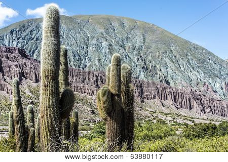 Cienaga, Quebrada De Humahuaca, Jujuy, Argentina.