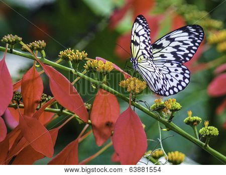 Paper Kite, Idea Leuconoe