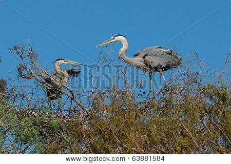 Great Blue Herons (Ardea herodias)