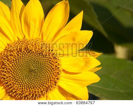 Sunflower close up