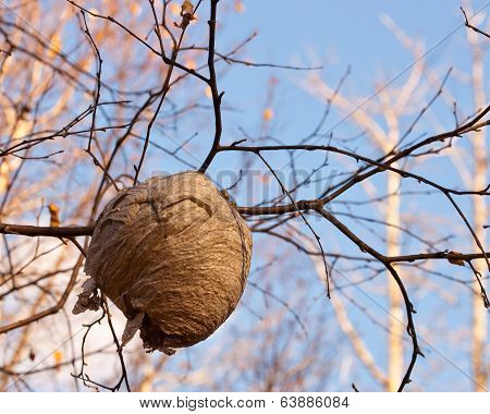 Wasp nest