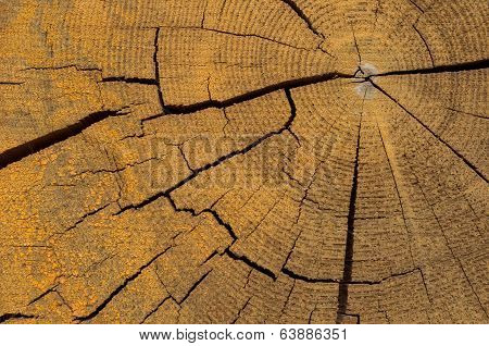 Tree rings