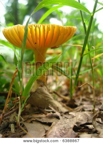 Inverteret champignon Cap