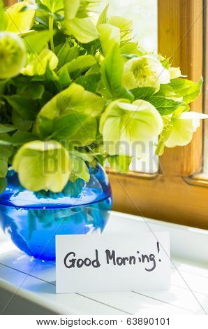 Helleborus Flowers On The Window