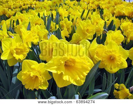 Bright daffodils