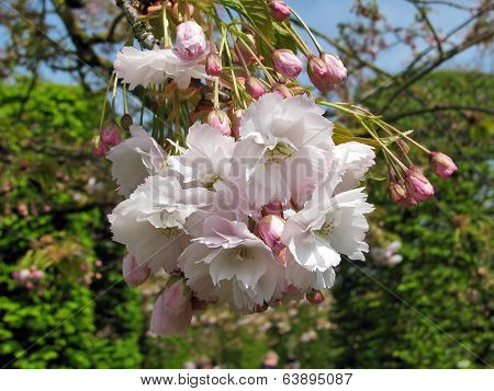 Spring bloom