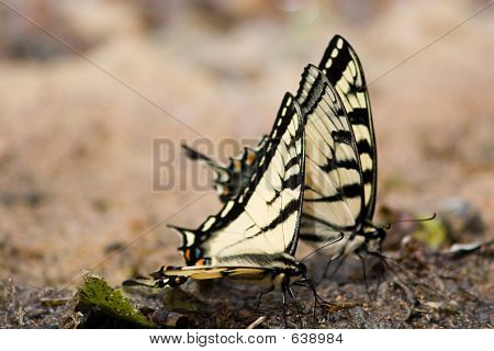 buttefly