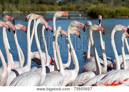 Greater flamingos, phoenicopterus roseus, Camargue, France